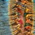 Fisherfolk