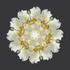 Tulipa Albus