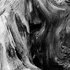 Driftwood Abstract