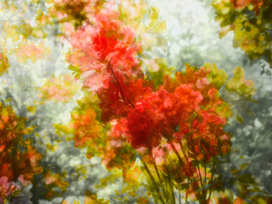 contest_entry_image