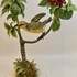 Maui Parrotbill
