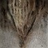 Raíz Ancestral