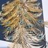 Royal Feathers