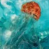Nautilus