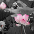 Grace in Monochrome- Pink Lotus in Bloom