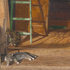 Cats on the porch