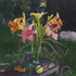 Daylilies. A Bouquet of Time