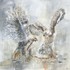  Hawks Fighting