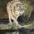 Wolf Image Reflection