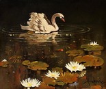 lonely swan