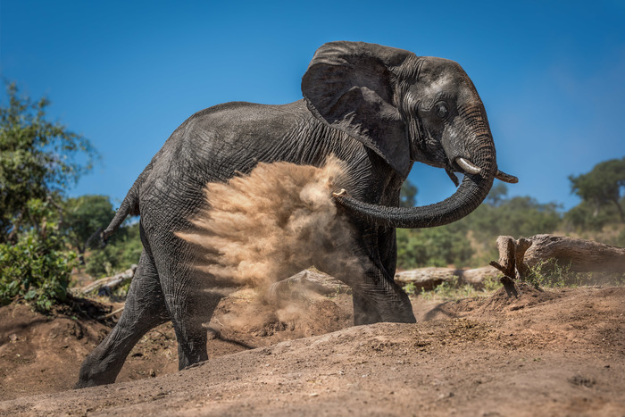 Dustbuster by Nick Dale