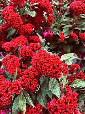 Cluster of Vibrant Red Celosia