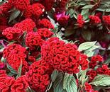 Cluster of Vibrant Red Celosia