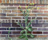 Perseverance of Nature/ Urban Landscape