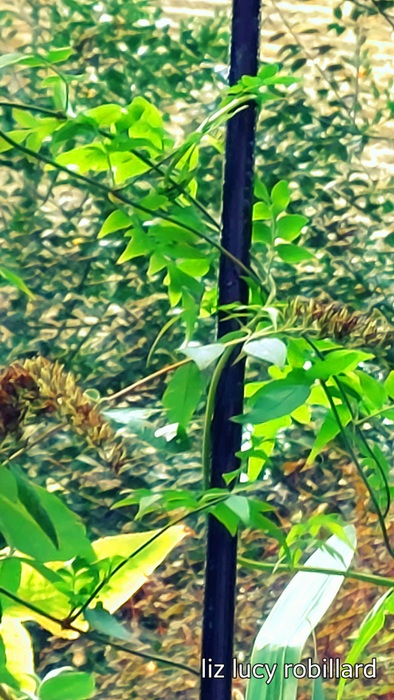 Watching Cranesbill in November