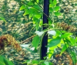 Watching Cranesbill in November