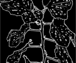 One branch can talk like the tree 