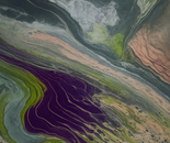 Grace of the pink snake