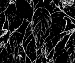 The tree has its own words 