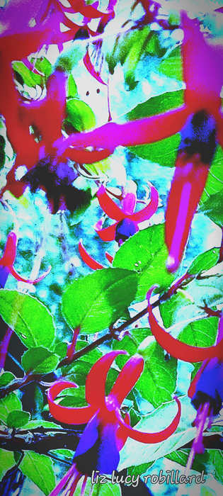 Fuschia Paul Gift by Liz Lucy Robillard