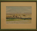 Taureaux en Camargue