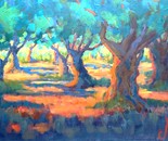 Olive Grove in Golden Light