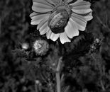 Alex Zavitan - Analog photo on photo paper. 1/5 pcs, 70 by 50 cm