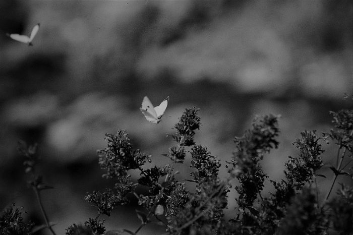 Alex Zavitan - Analog photo on photo paper. 1/5 pcs, 50 by 70 cm