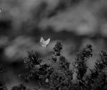 Alex Zavitan - Analog photo on photo paper. 1/5 pcs, 50 by 70 cm