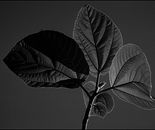 Alex Zavitan - Analog photo on photo paper. 1/5 pcs, 50 by 70 cm