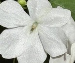 White Flower