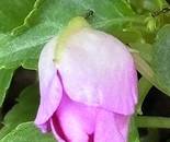 Unfolding