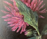 Close up Dahlias 