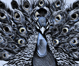 Plummage Power