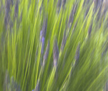 Lavender I