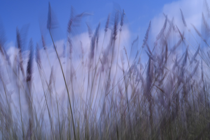 Lavender III