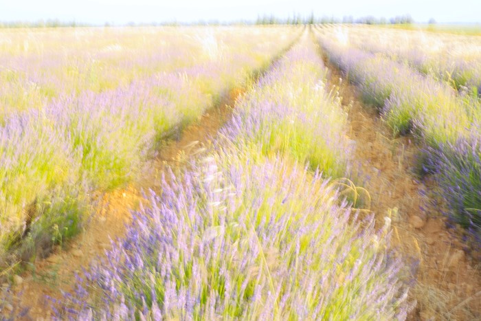 Lavender field