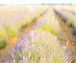 Lavender field