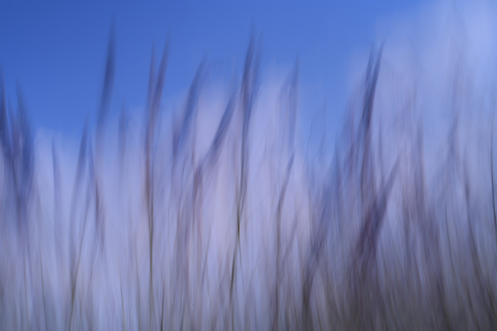 Lavender IV