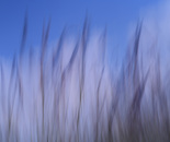 Lavender IV