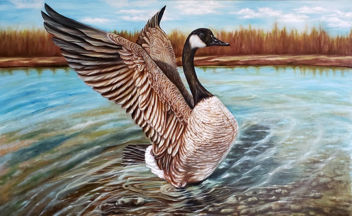 Canadian Goose by Tayebe Joodaki