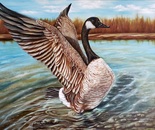 Canadian Goose