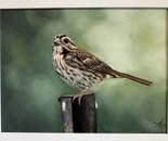 Sparrow in Spring