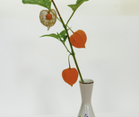 Chinese Lantern Flower