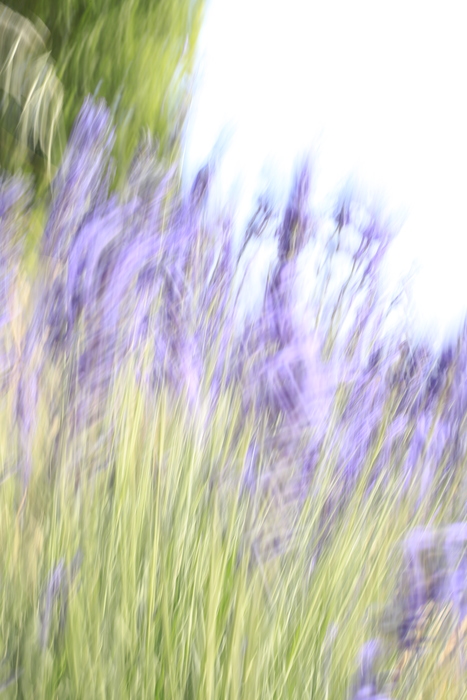 Lavender II