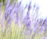Lavender II