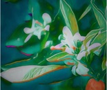 Woodland light flora