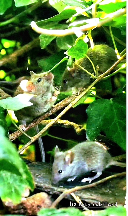 Beautiful Mice
