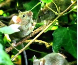 Beautiful Mice
