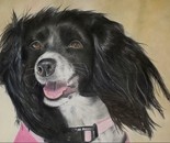 Spaniel in Pastels